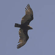 Brown Snake Eagle