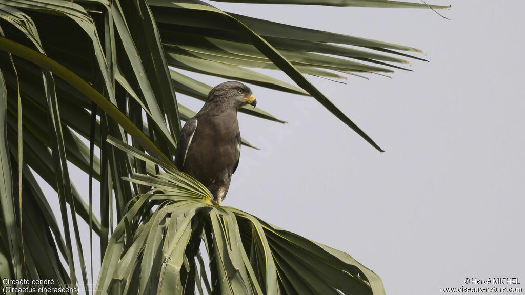 Western Banded Snake Eagle