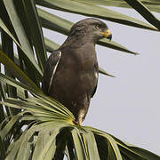 Western Banded Snake Eagle