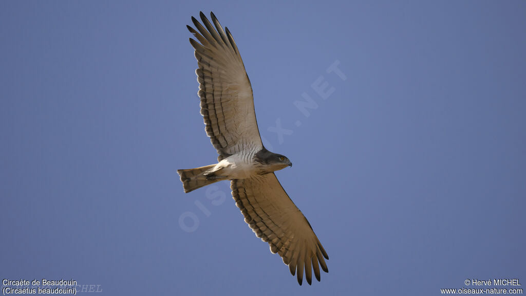 Beaudouin's Snake Eagle