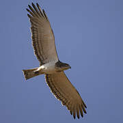 Beaudouin's Snake Eagle