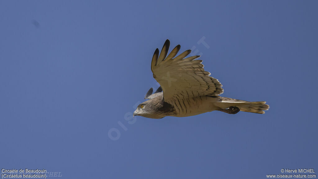 Beaudouin's Snake Eagle