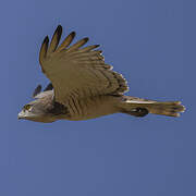 Beaudouin's Snake Eagle