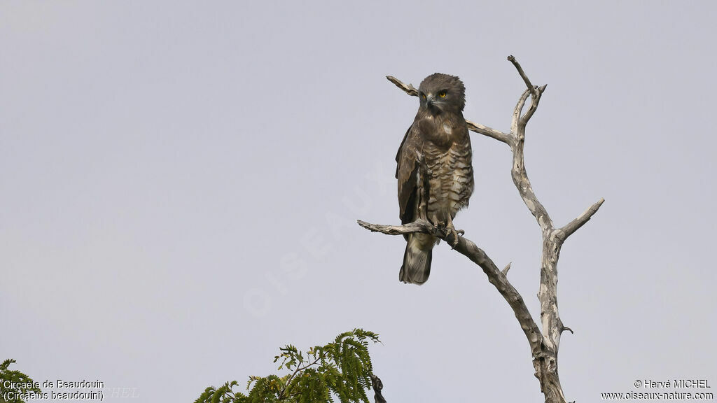 Beaudouin's Snake Eagle