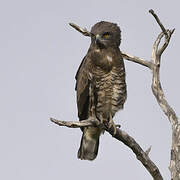 Beaudouin's Snake Eagle