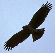 Short-toed Snake Eagle