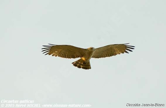 Short-toed Snake Eagle