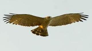 Short-toed Snake Eagle