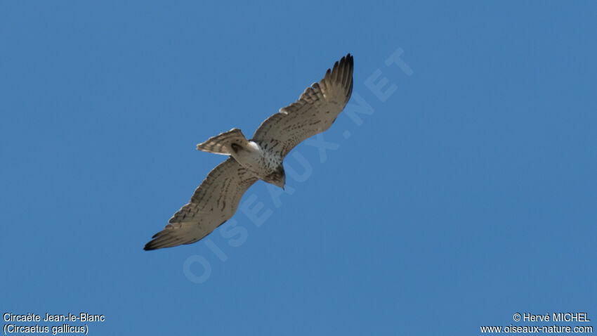 Short-toed Snake Eagle