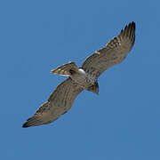 Short-toed Snake Eagle