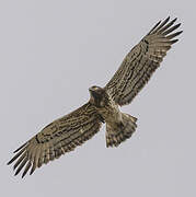 Short-toed Snake Eagle