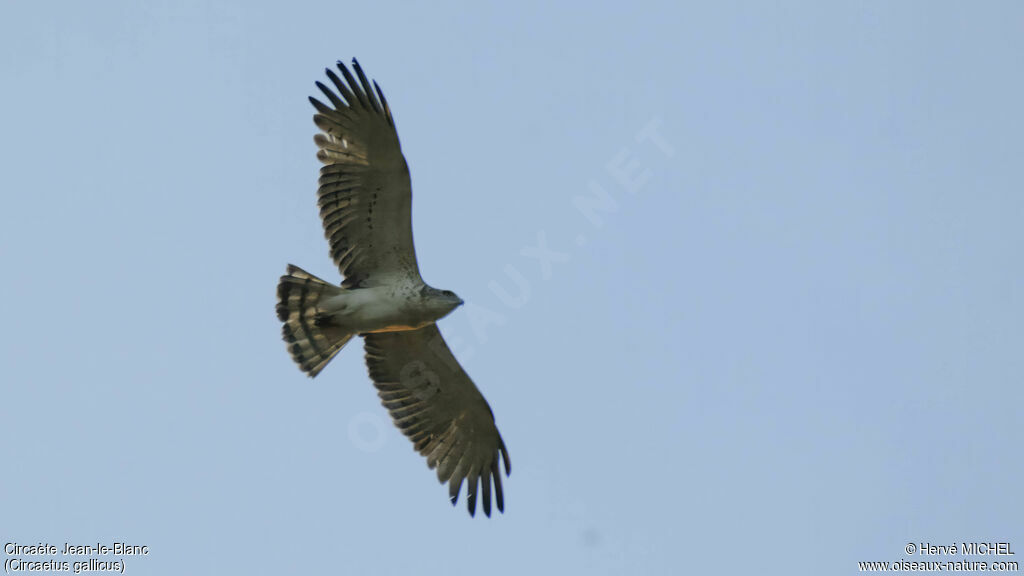 Short-toed Snake Eagle