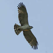 Short-toed Snake Eagle