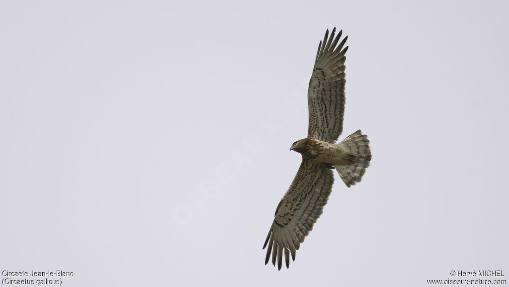 Short-toed Snake Eagle