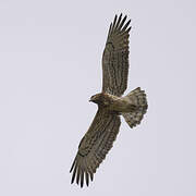 Short-toed Snake Eagle