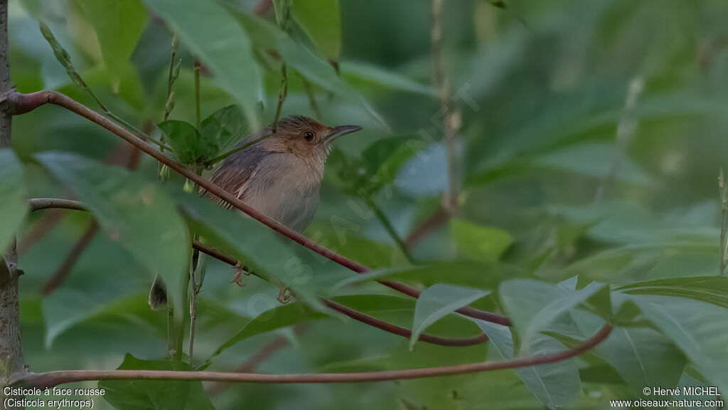 Red-faced Cisticola