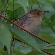 Red-faced Cisticola