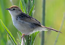 Cisticole à sonnette