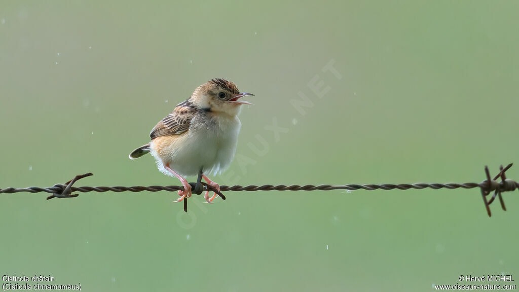 Cisticole châtain