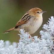 Ethiopian Cisticola