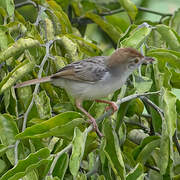 Cisticole de Luapula