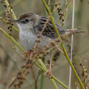 Zitting Cisticola
