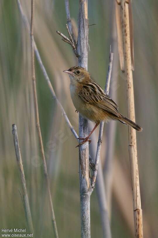 Zitting Cisticola female adult, identification