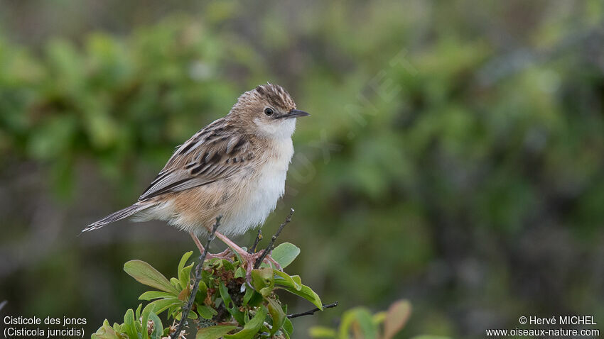 Zitting Cisticola male adult breeding