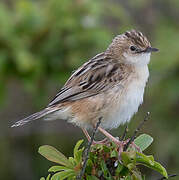 Zitting Cisticola