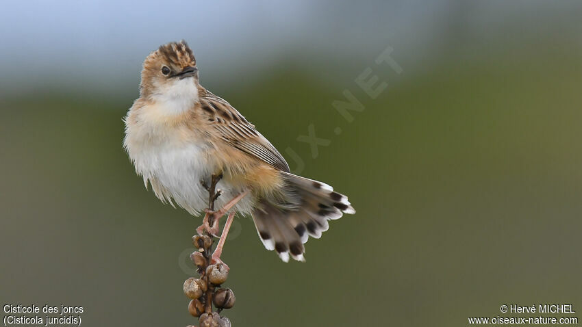 Zitting Cisticola male adult