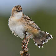 Zitting Cisticola