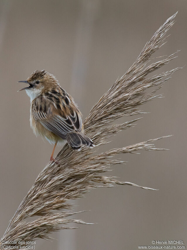 Zitting Cisticola male adult breeding, song