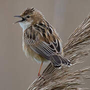 Zitting Cisticola