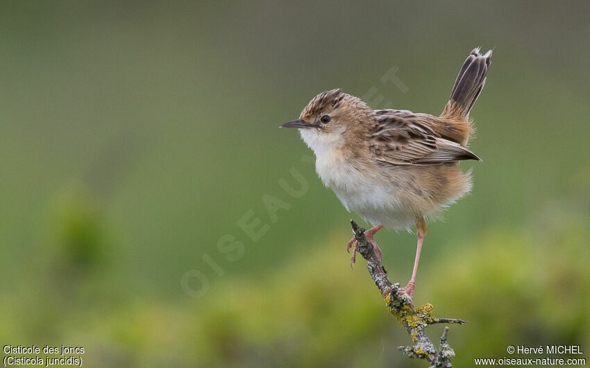 Zitting Cisticola male adult breeding