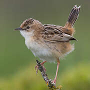 Zitting Cisticola