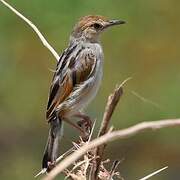 Winding Cisticola