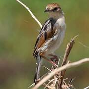 Winding Cisticola