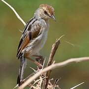 Winding Cisticola