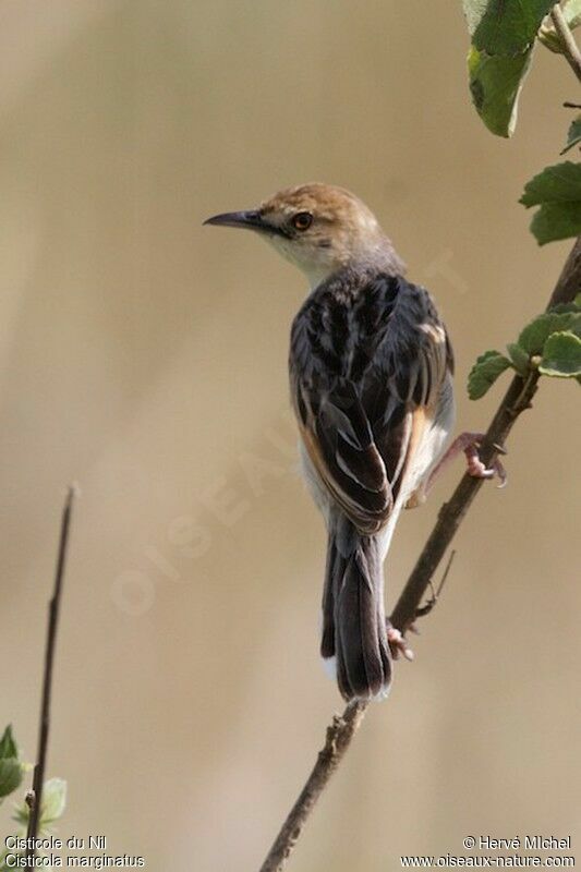 Winding Cisticola