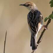 Winding Cisticola