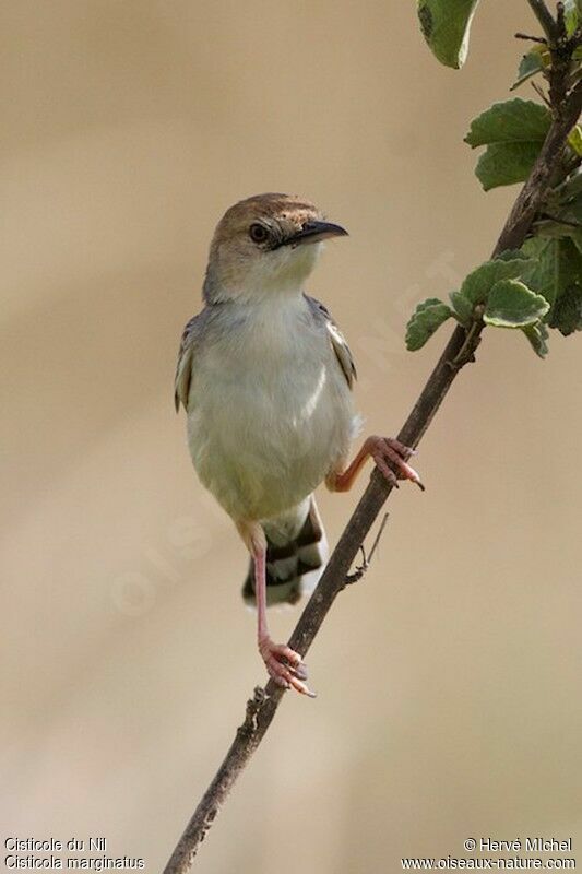 Winding Cisticola