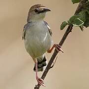 Winding Cisticola