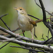 Winding Cisticola