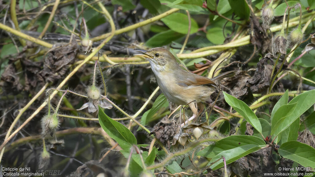 Winding Cisticola