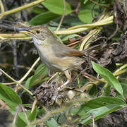 Winding Cisticola