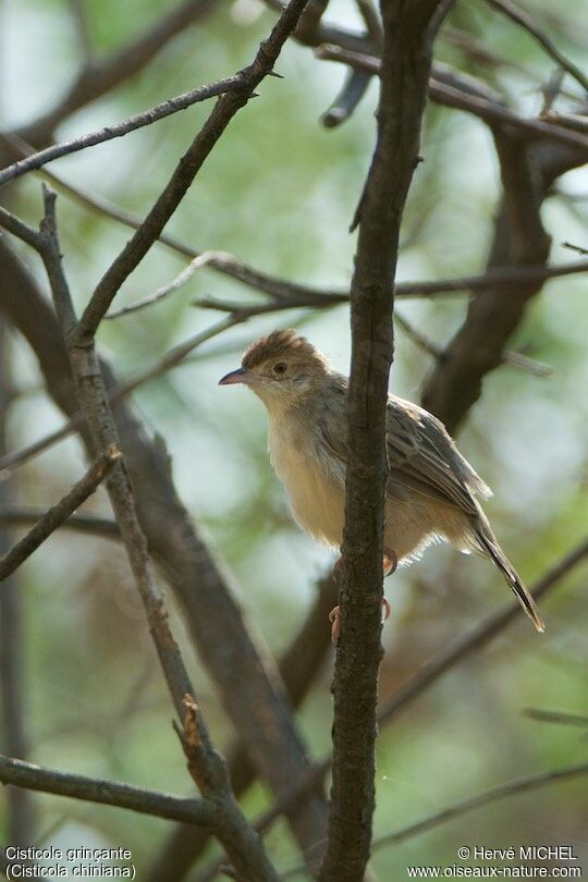 Rattling Cisticola