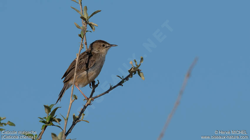 Madagascar Cisticola