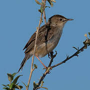 Madagascar Cisticola