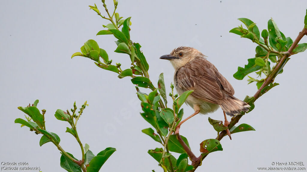 Cisticole striée