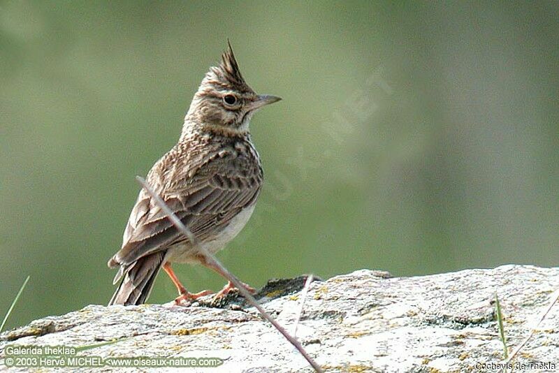 Thekla's Lark